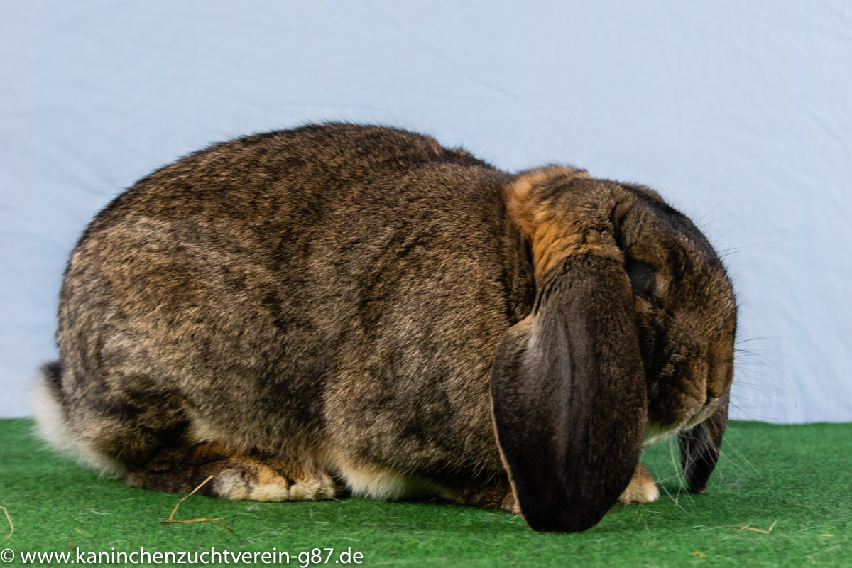 Deutsche Widder, wildfarben | KfgNr. 9 | 1.0 G783 2.8.7 | 96,0 | Bernd Korn