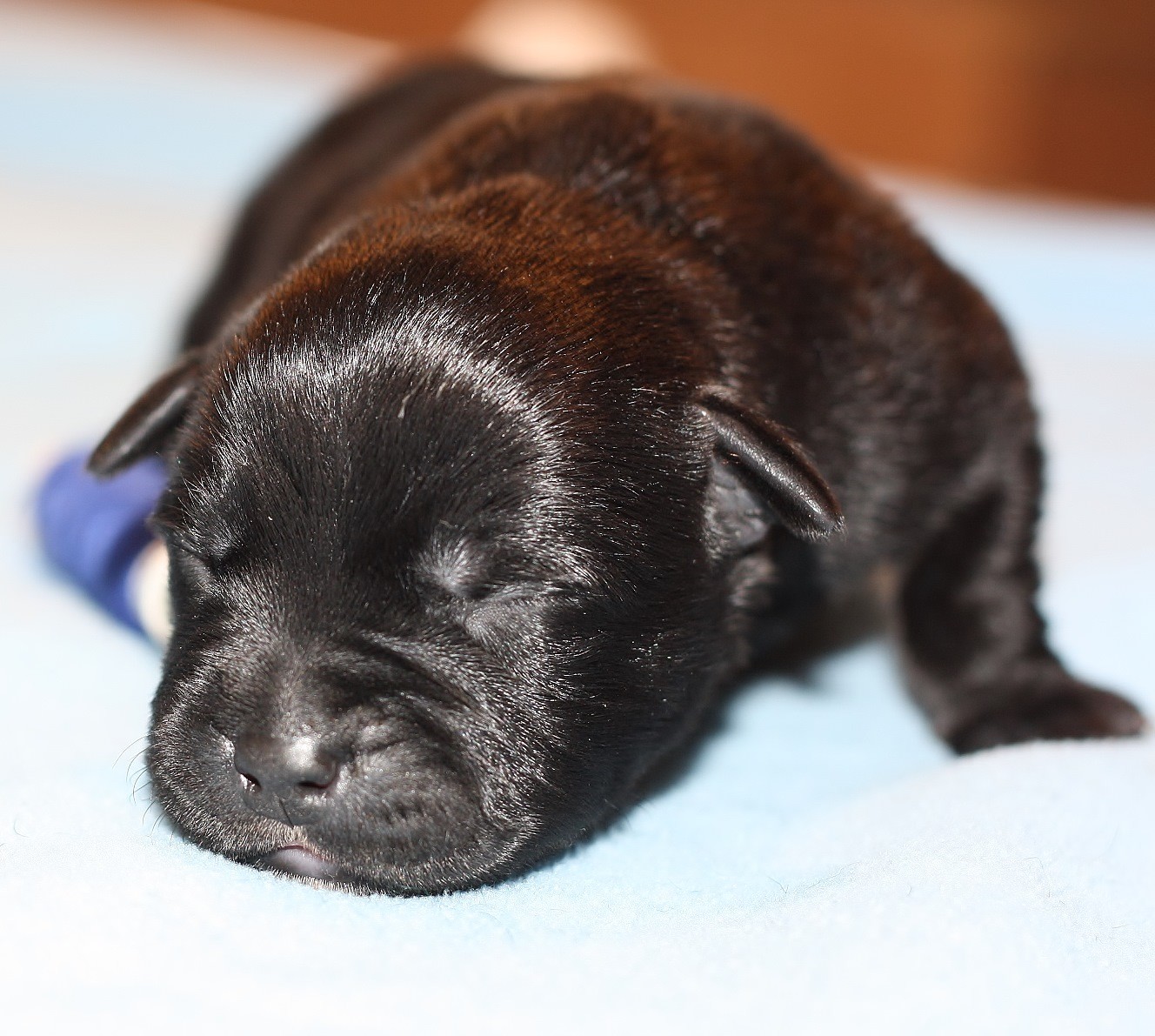 blue boy 3 days old