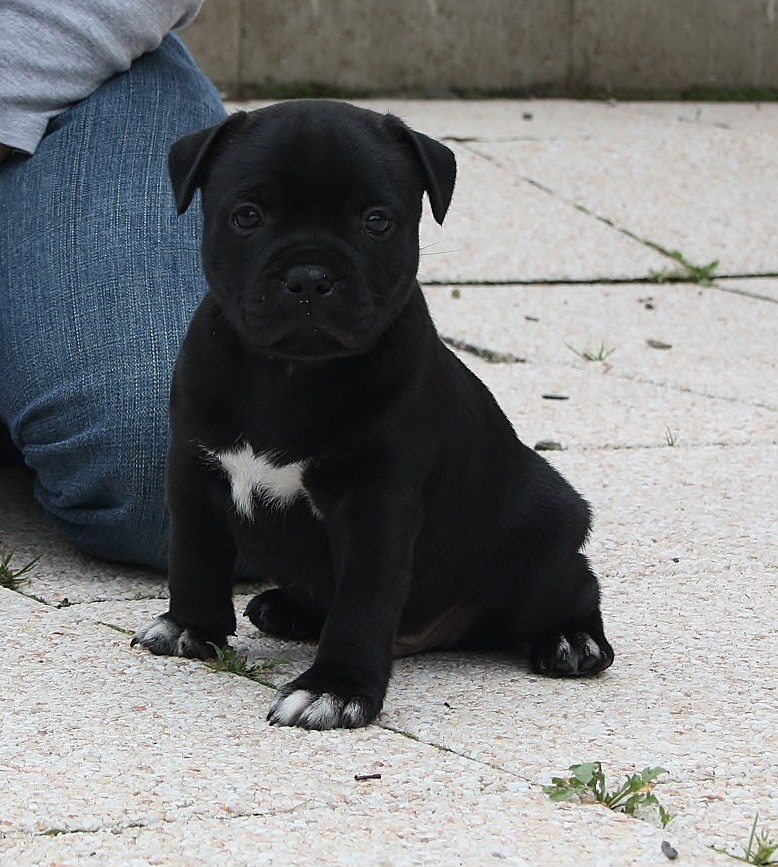 Firecracker Miracle Bulls 5 weeks old  