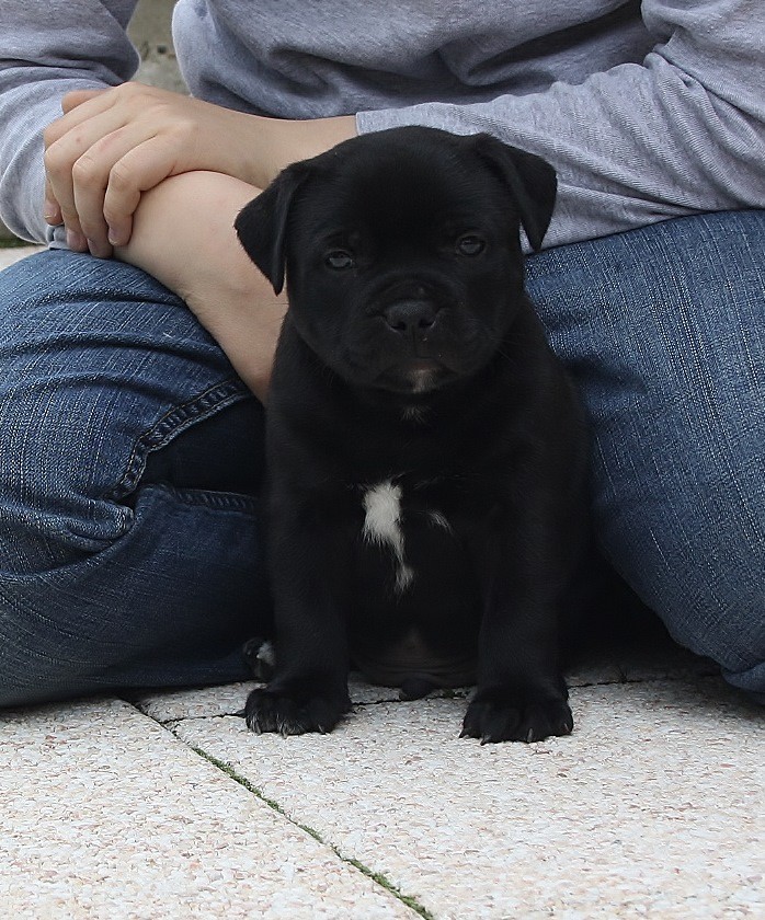 Firewalker Miracle Bulls 5 weeks old  