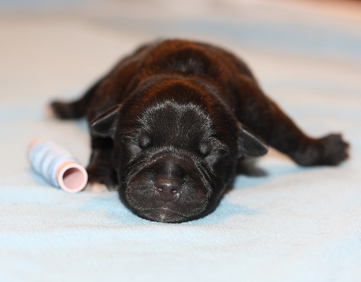 light blue boy 3 days old