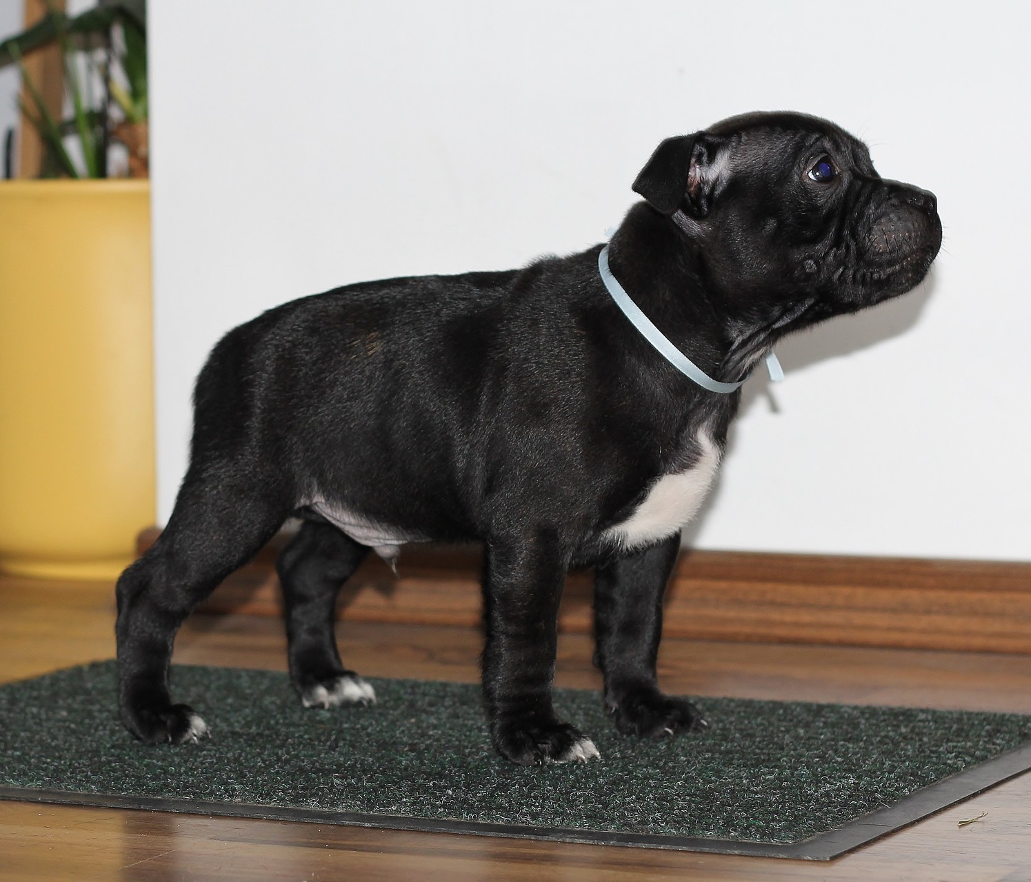 Gilroy 9 weeks, available