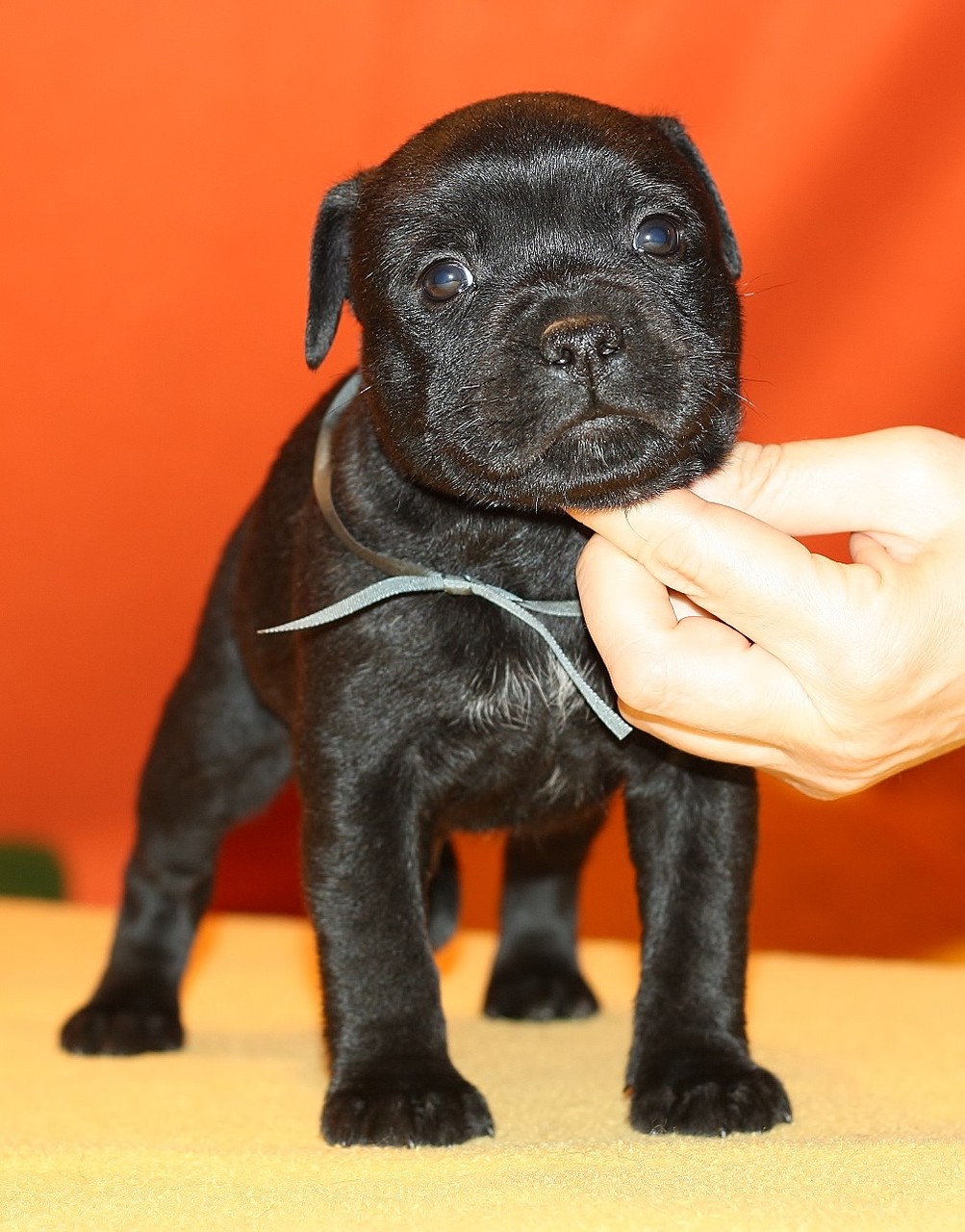 brown boy 35 days old