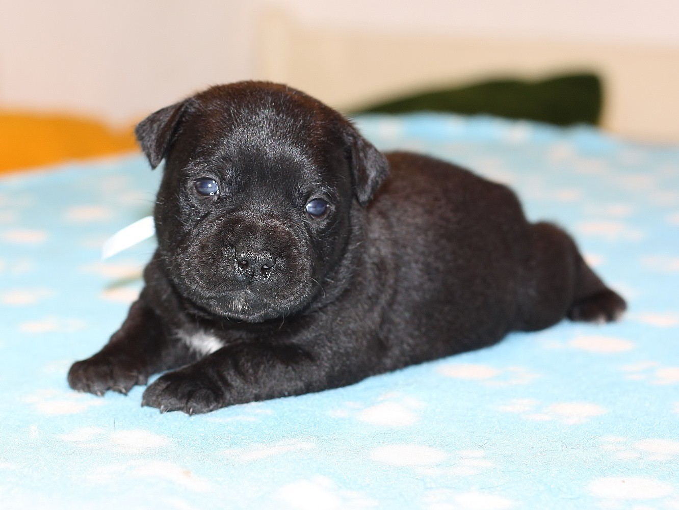 gray boy 18 days old