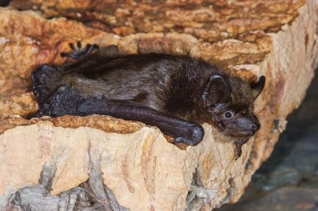 Breitflügelfledermaus (Foto: Michael Frede)