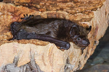 Breitflügelfledermaus Eptesicus serotinus