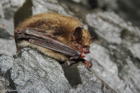 Kleine Bartfledermaus Myotis mystacinus