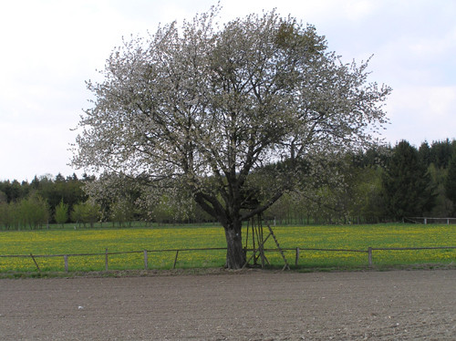 Blühende Vogelkirsche in der Landschaft.