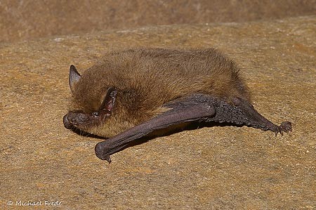 Zwergfledermaus Pipistrellus pipistrellus