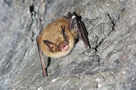 Große Bartfledermaus Myotis brandtii