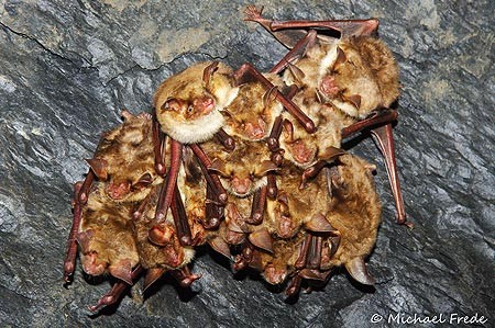 Großes Mausohr Myotis myotis