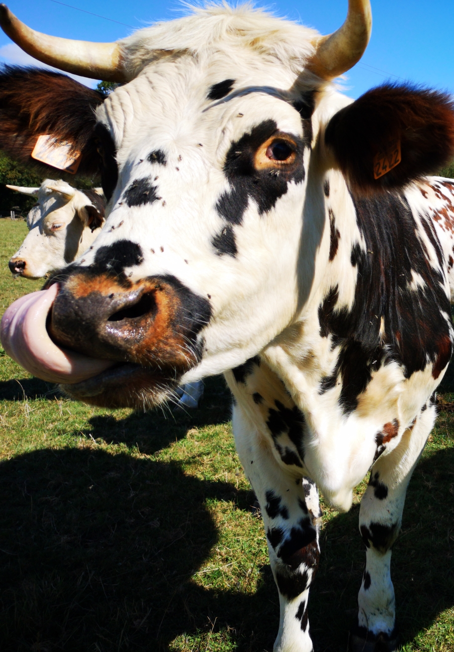 Boeuf Normand 