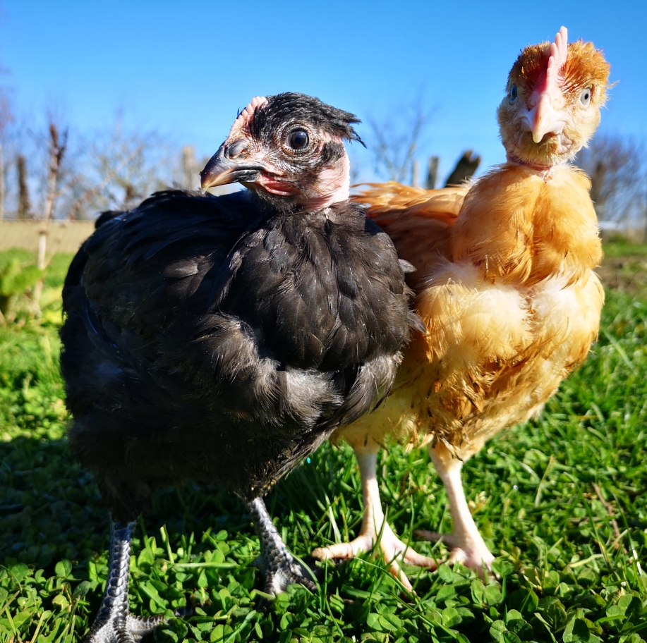 En venant chercher leur colis de viande de bœufs Normand, les clients pourront aussi acheter un poulet plein air élevé chez nous, prét à cuir ! (9€/kg)