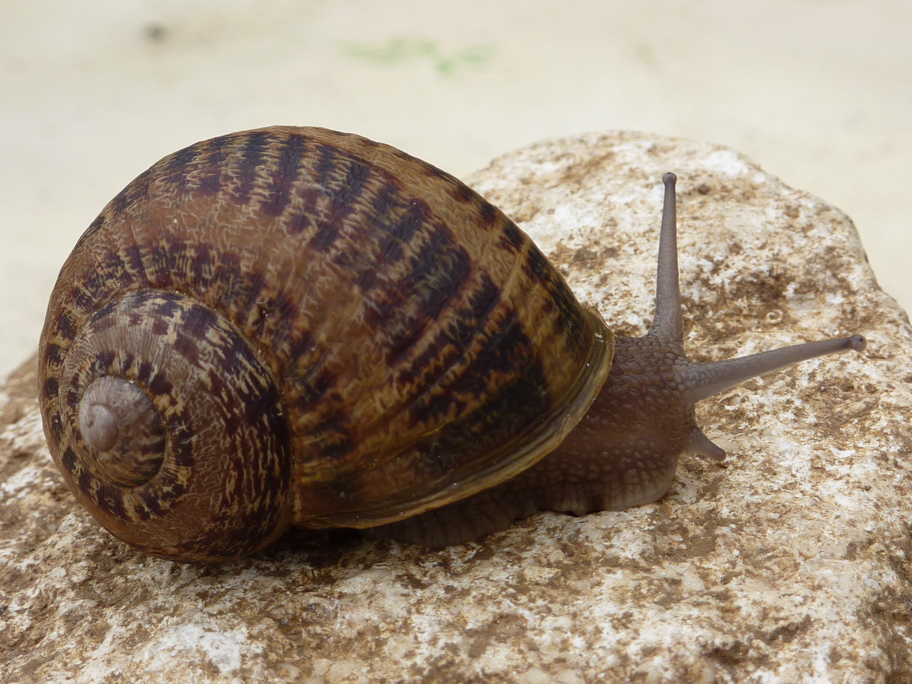 L Heliciculture G He N E