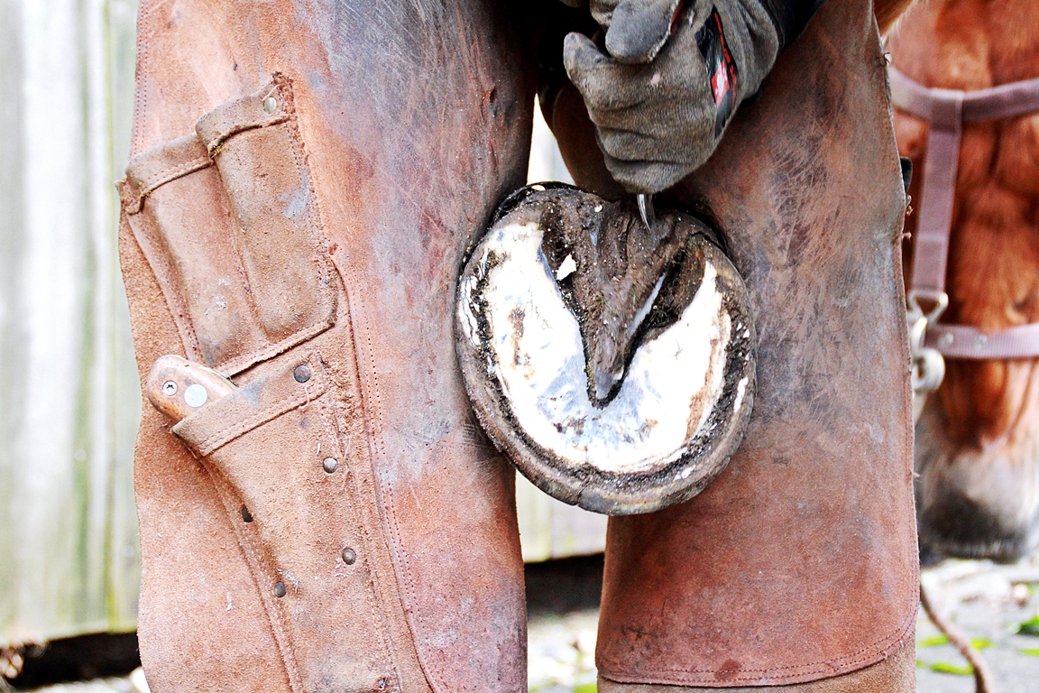 Hufbearbeitung - Bahrhufpflege