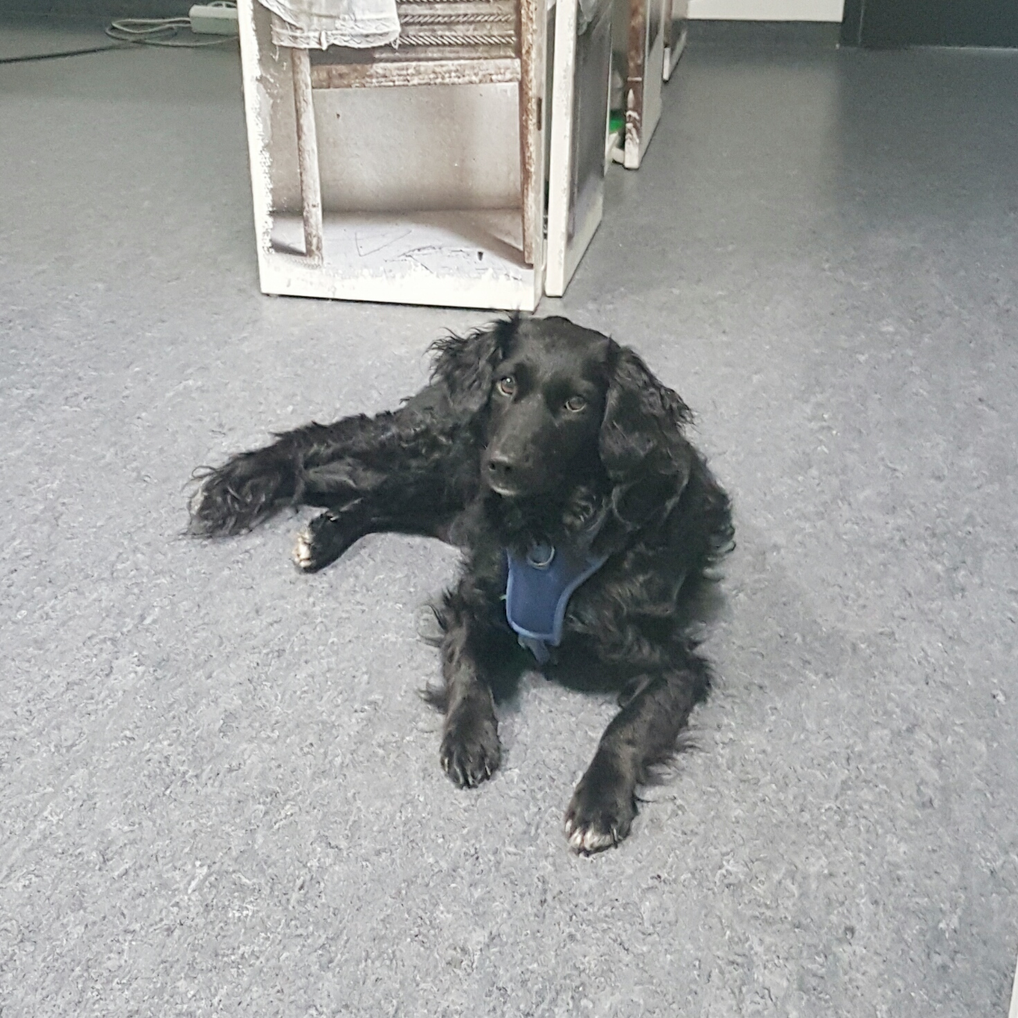 Die tierische Therapieunterstützerin LUCY 🐕