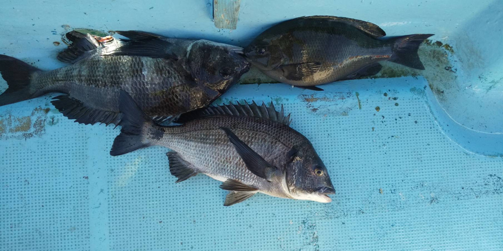 志摩方面の釣果 釣えさのイワキ 三重県津市の釣りエサ屋 釣具屋