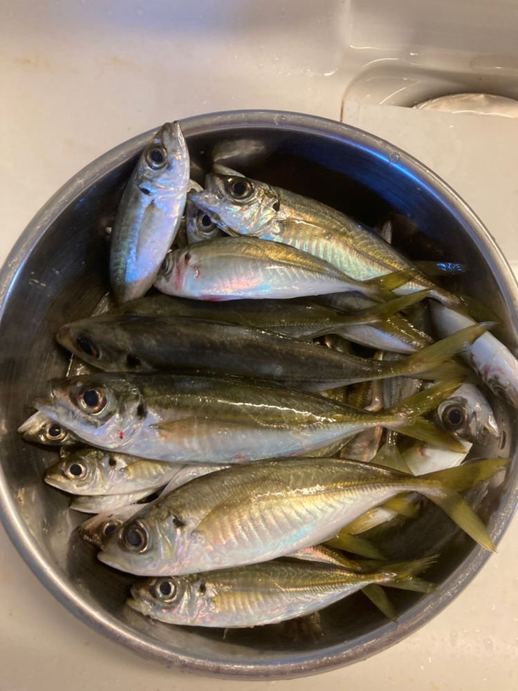 釣果情報など 釣えさのイワキ 三重県津市の釣りエサ屋 釣具屋