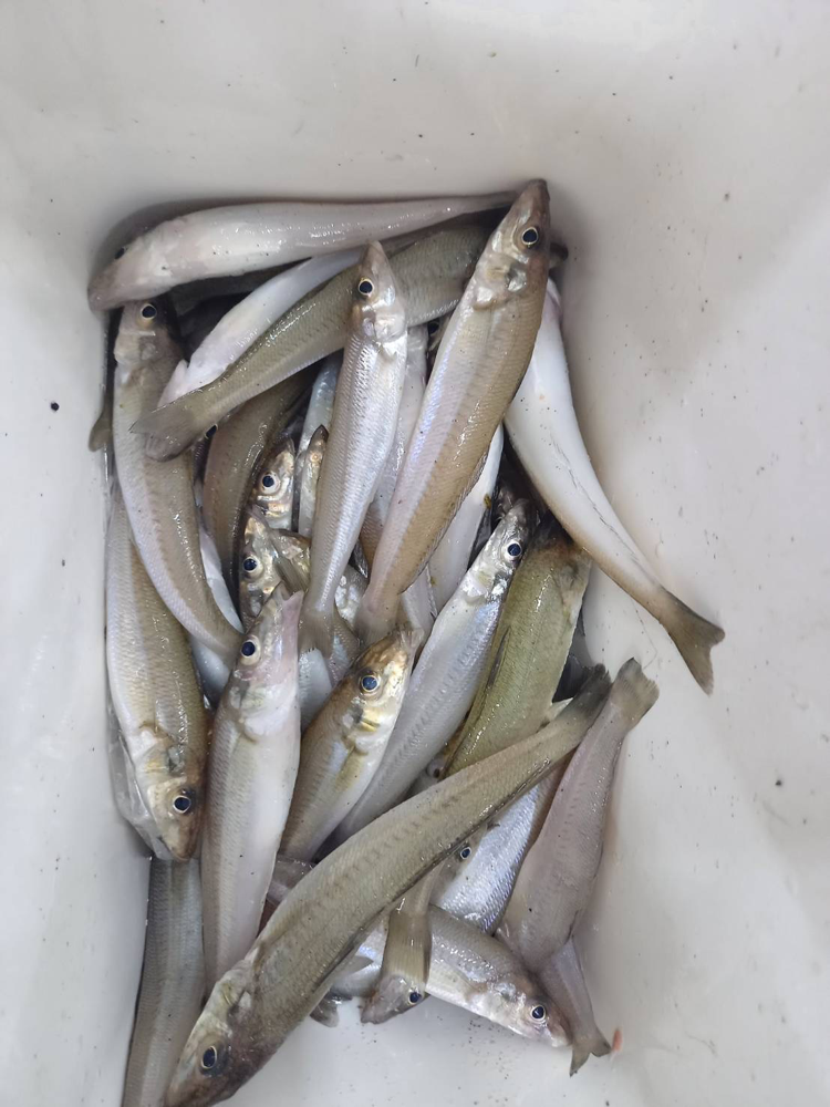 ブログ 釣えさのイワキ 三重県津市の釣りエサ屋 釣具屋 ブログ 釣えさのイワキ 三重県津市の釣りエサ屋 釣具屋