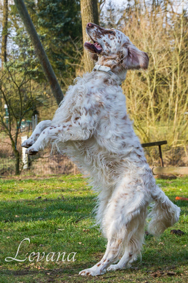 English Setter Ch. Levana Miss Hollywood