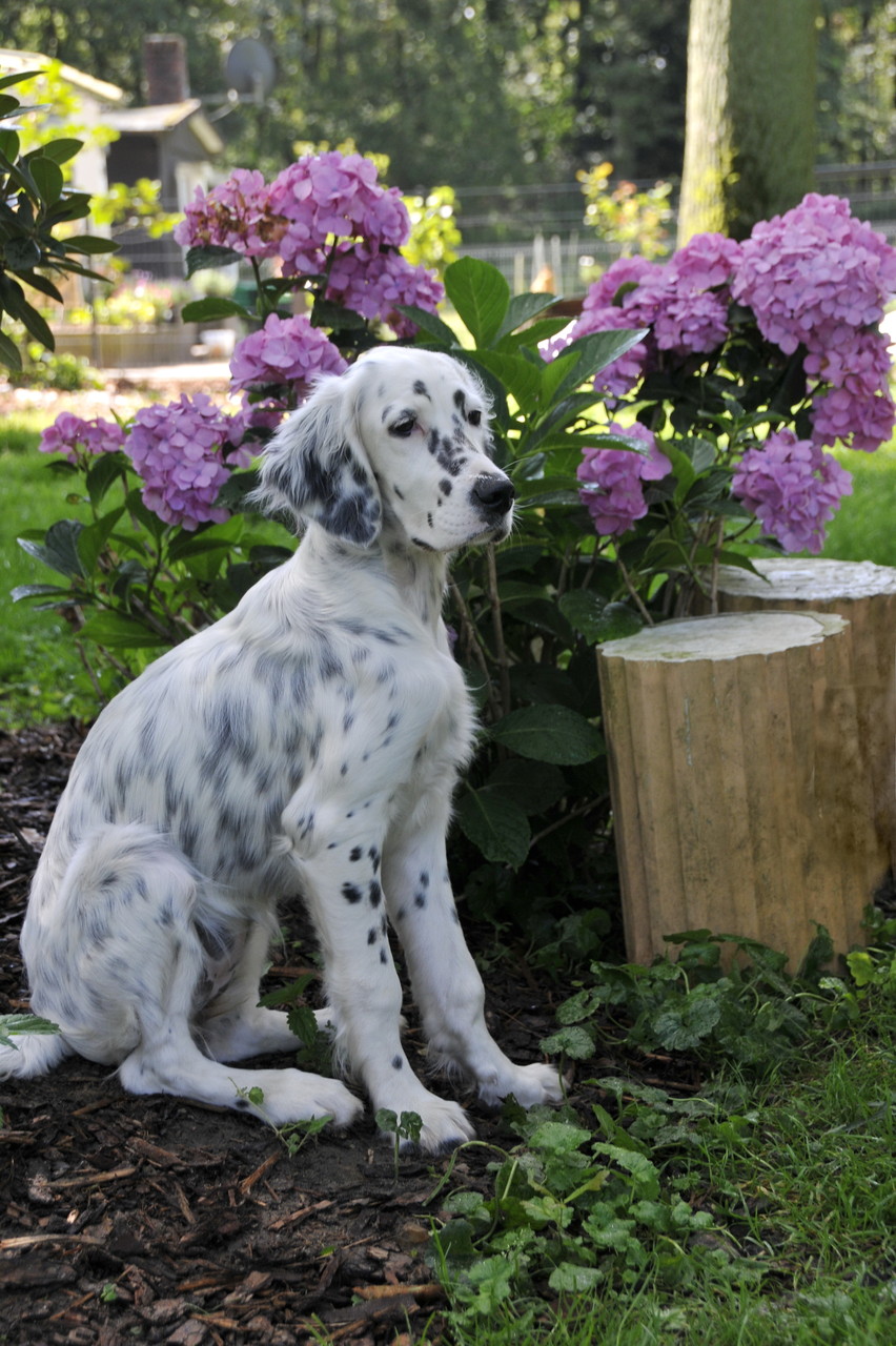 English Setter Golda by white Angel