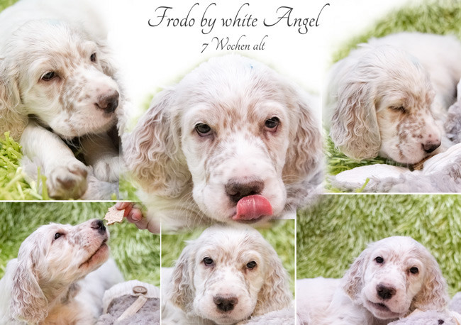 English Setter Frodo by white Angel