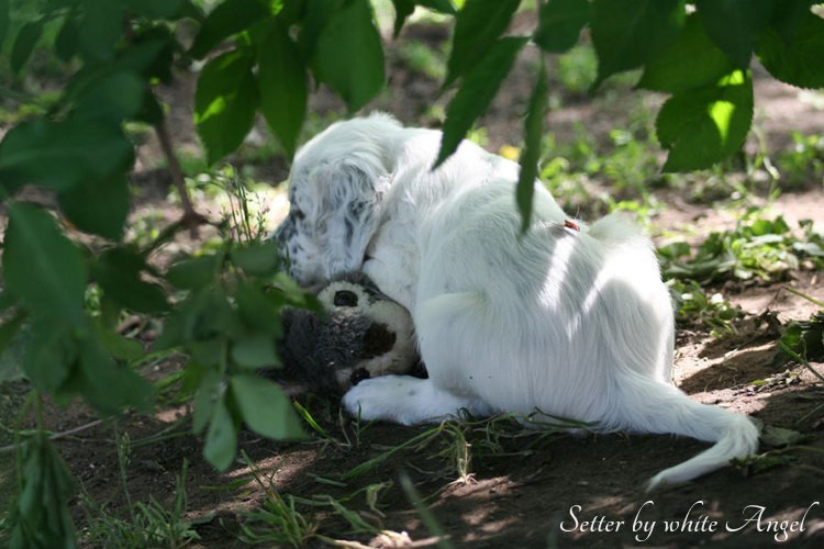 Setter by white Angel: Cinderella und der Hase