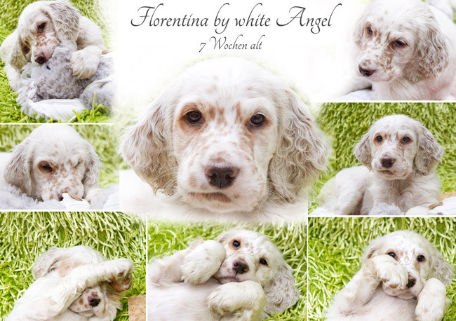 English Setter Florentina by white Angel