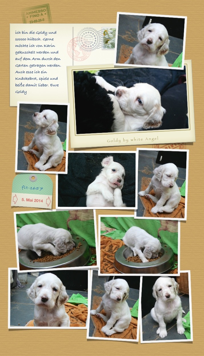 Goldy by white Angel | English Setter www.angel-setter.de 