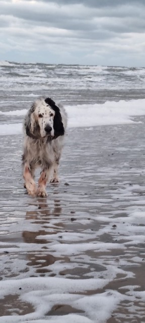 Monty by white Angel 14Jahre English Setter