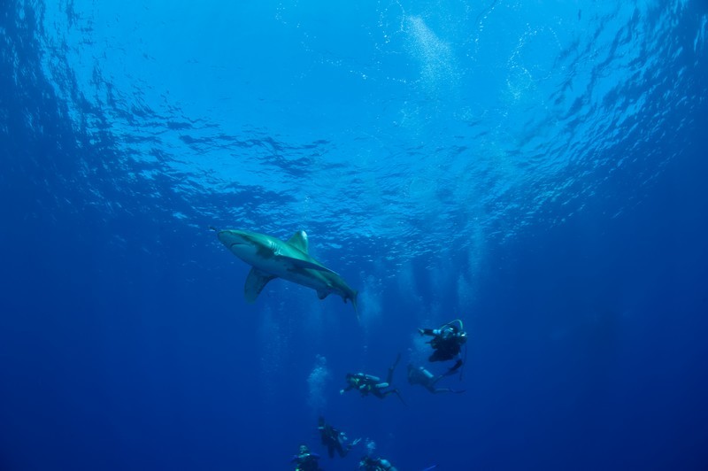 Requin Longimanus - Photo C. Dani