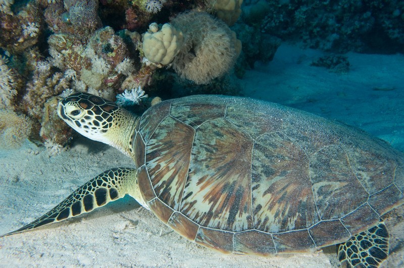 Tortue - Photo C. Dani