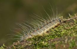 chenille processionnaire du chêne