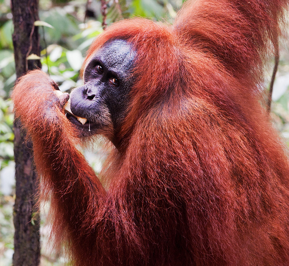 Orangutan, Leuser Nationalpark