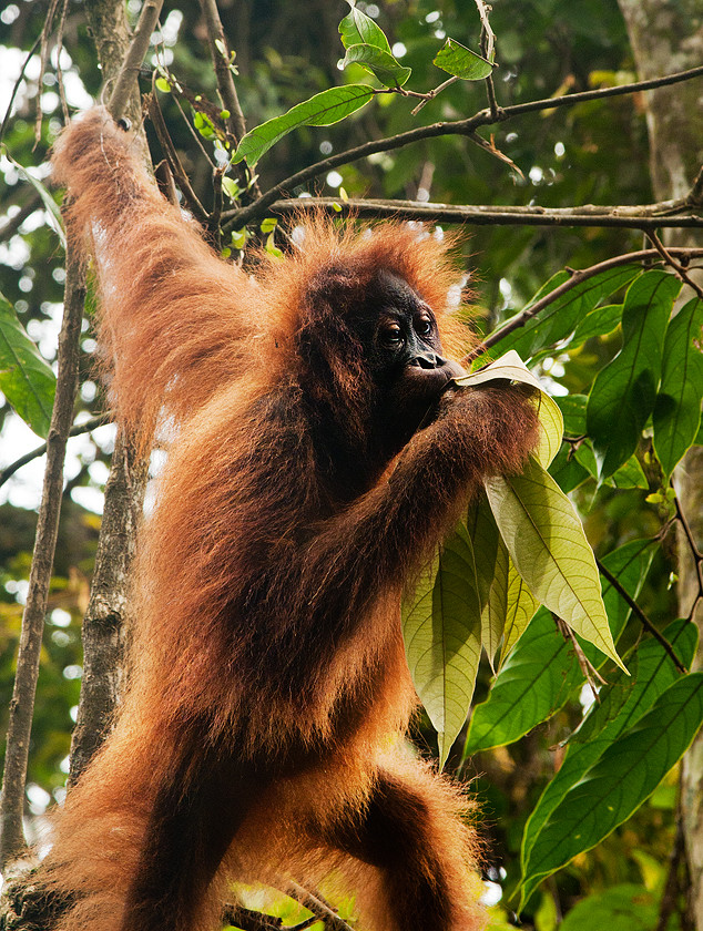 Orangutan, Leuser Nationalpark