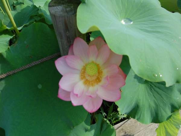 ハスは夏を運ぶ花。７月初旬～