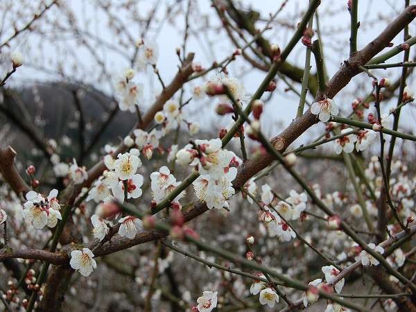 梅の花