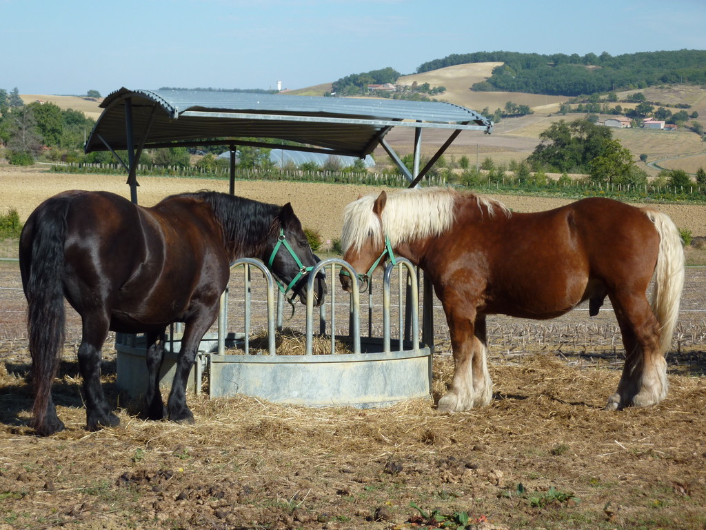 Les chevaux à la ferme