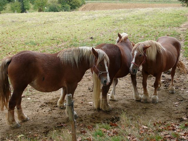 Les chevaux à la ferme