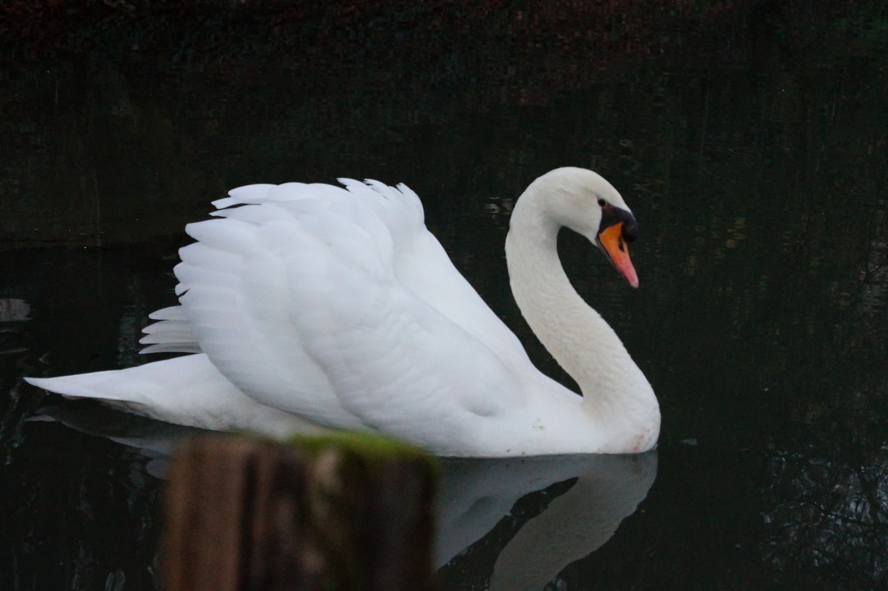 Le gardien de l'etang