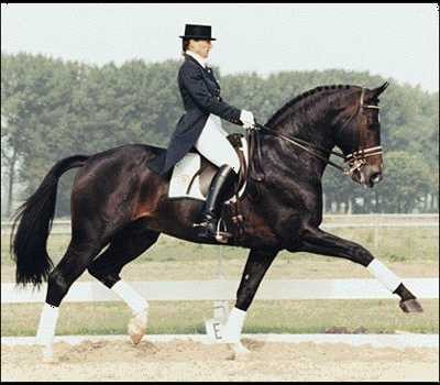 Dressage