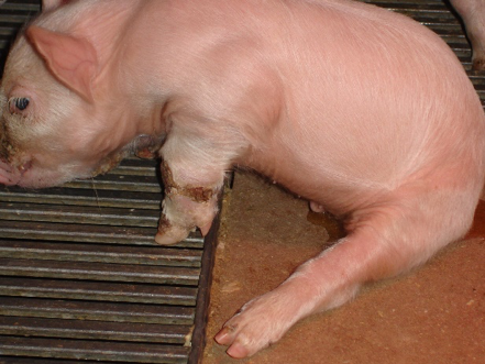 Suckling pig with arthritis in the farrowing area affected by Streptococcus Suis 