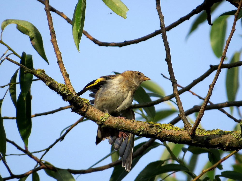 Grünfink als Jungvogel