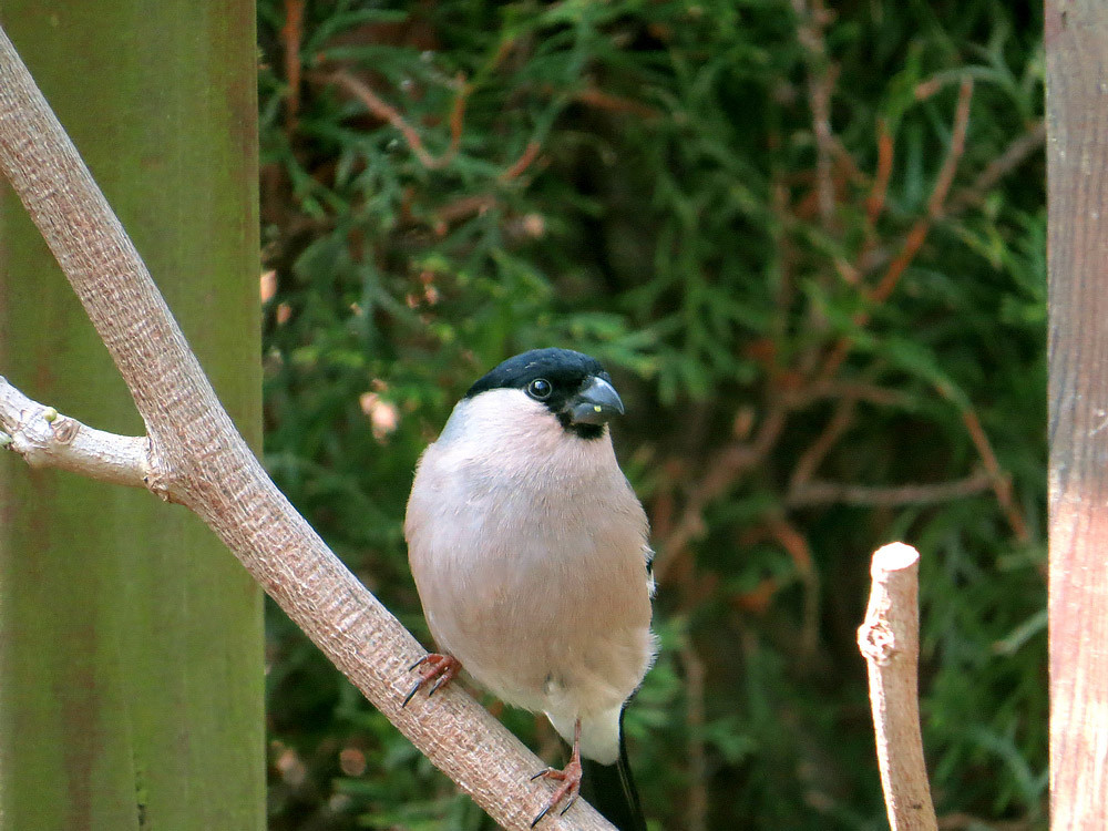 Frau Dompfaff ist wie üblich in der Vogelwelt dezenter gefärbt