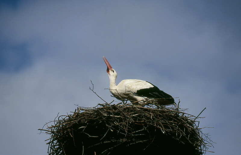 Klappernder Storch auf dem Horst