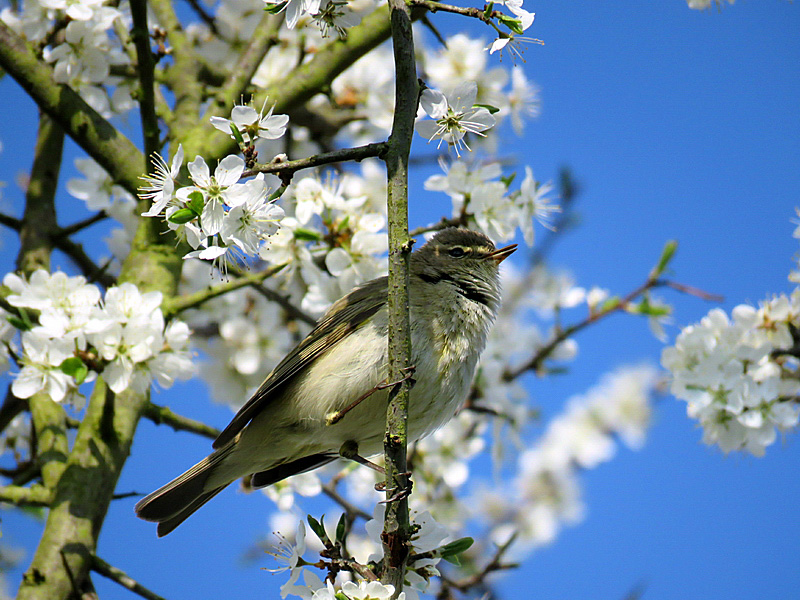 Ein Zilpzalp inmitten der Frühjahrsblüten