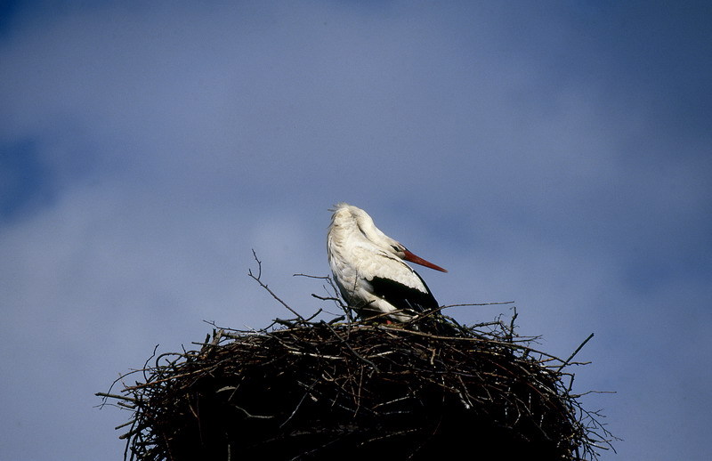 Ein Balzklappern auf dem Nest mit weit zurück gelegtem Kopf