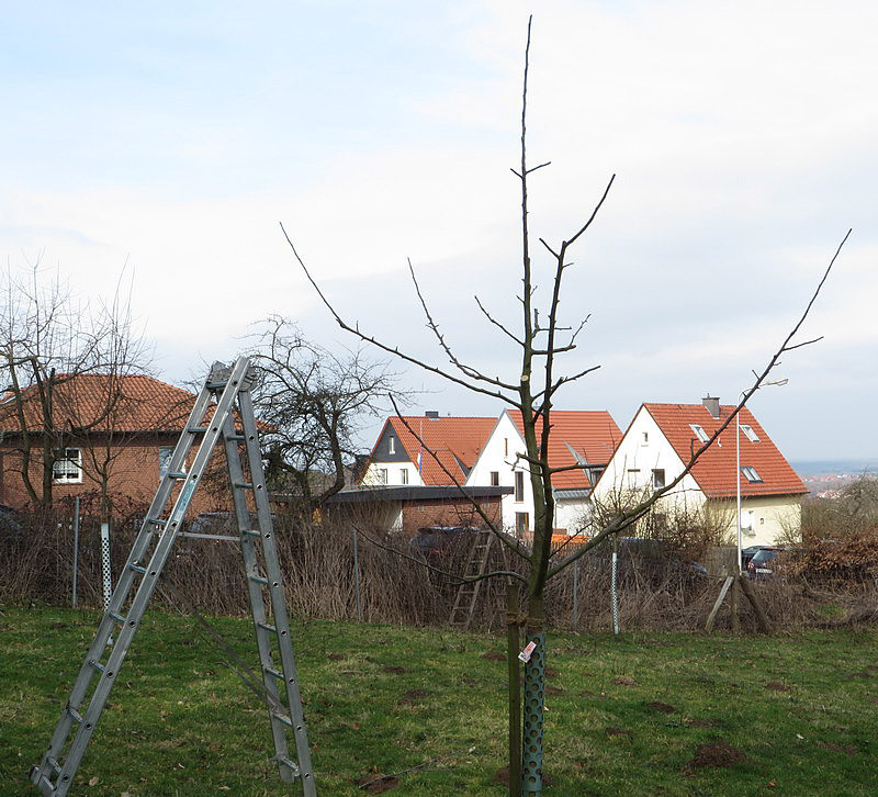 Ein weiterer Apfelbaum nach dem Schnitt.