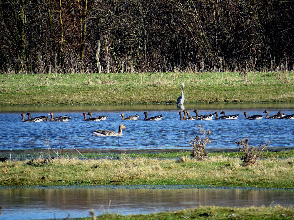 Blessgänse mit Graugans auf der Blänke