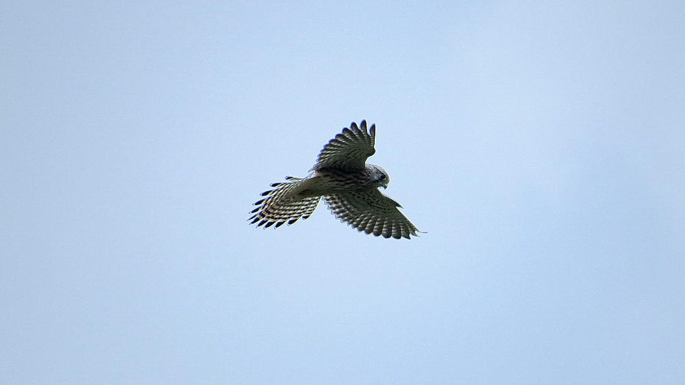 Ein weiblicher Turmfalke im Rüttelflug